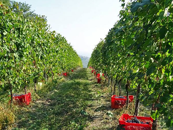 grape-harvest-piedmont